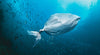 Why should we not throw poly bags in water bodies?